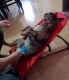 Прикачено изображение от потребител 1 за 2 в 1 Легло - Люлка За Домашни Любимци PAWSWING®.